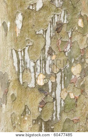 Plane Tree Bark Close Up