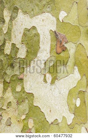 Plane Tree Bark Close Up