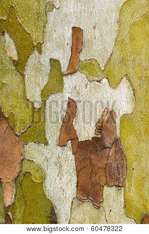 Plane Tree Bark Close Up