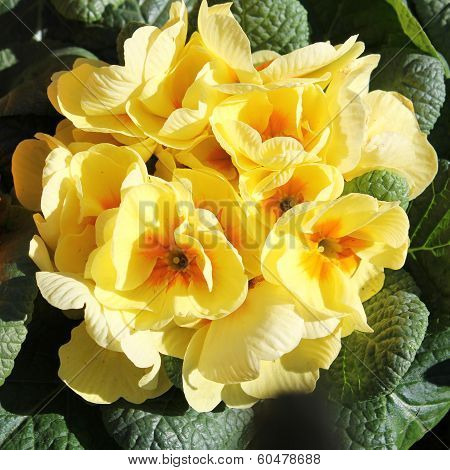 Spring