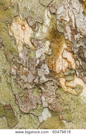 Plane Tree Bark Close Up