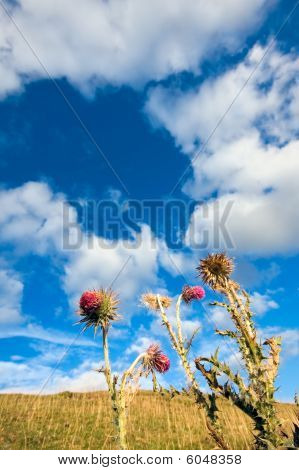 Closeup Of Thistles Against A Blue Sky