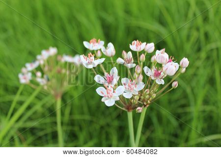 white flowers of butomus umbellatus