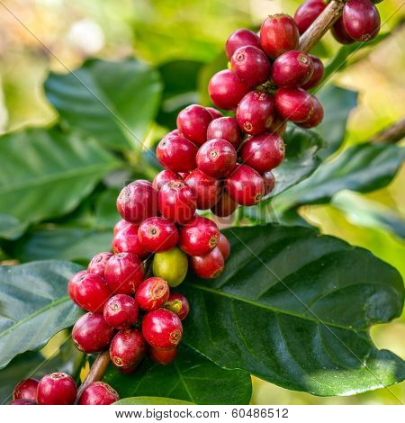 Coffee beans ripening on a tree