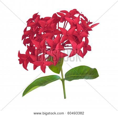 Red Rubiaceae Flower Isolated