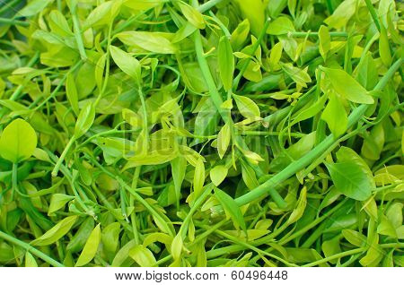 Pak-wan Tree(melientha Suavis Pierre)