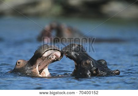 Two Hippopotami (Hippopotamus Amphibius) bathing in waterhole