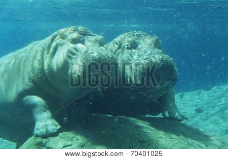 Two Hippopotami (Hippopotamus Amphibius) bathing in waterhole