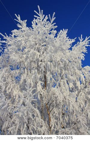 Winterscape