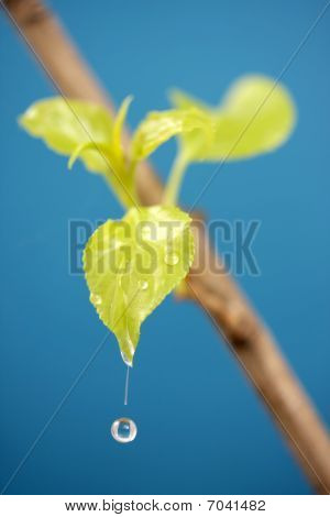 Blatt