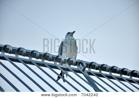 นก