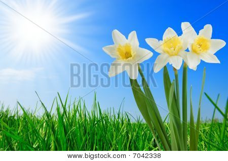 Græs og smukke Narcissus