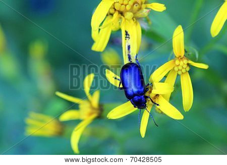 blue bug on yellow flower