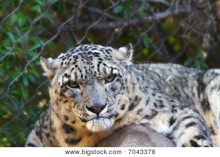 Snow Leopard en cámara