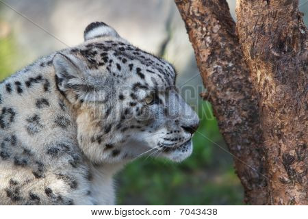 Árbol de Snow Leopard