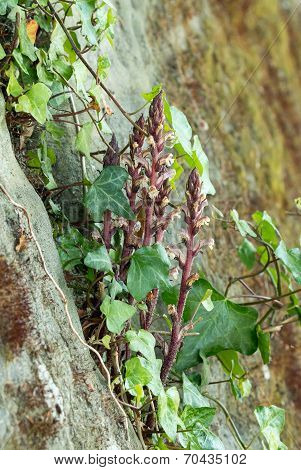 Ivy Broomrape