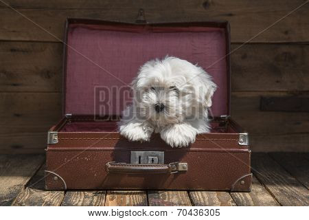 Traveling With A Pet - Puppy Dog Sitting In A Suitcase - Concept For Traveling.