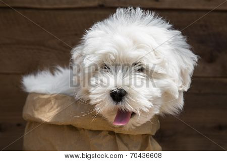Sweet Little Baby Dog - Puppy Of The Pedigree Coton De Tuléar.
