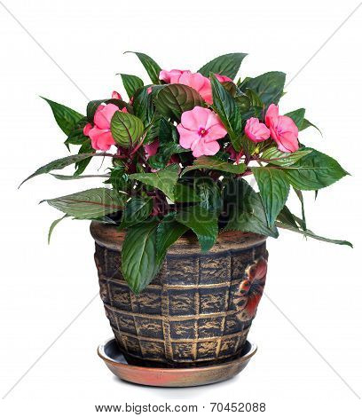 window plant a balsam