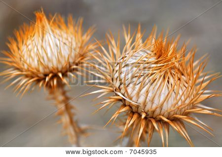 mooie droge stekelige distel