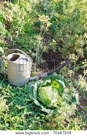 Handshower And Cabbage In Garden