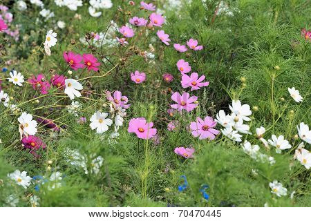 summer flowers