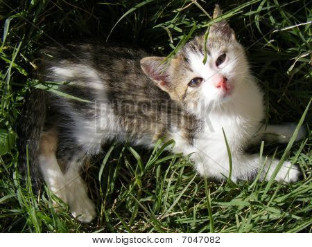 猫