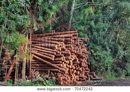 Industrial Logging