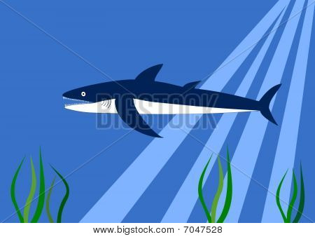 Shark