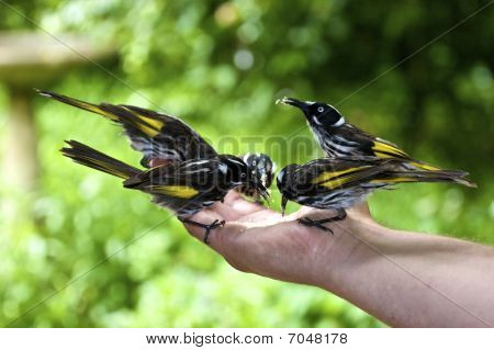 Nya Holland Honeyeaters