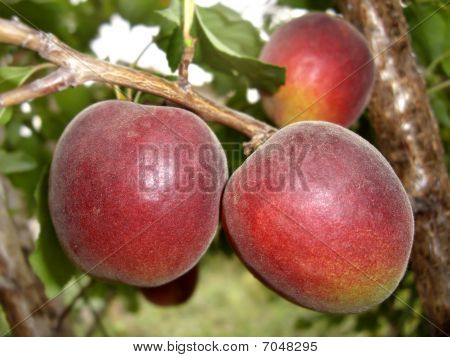 Hibrid Of Plum And Apricot