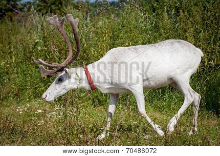 Female reindeer or caribou outdoors
