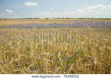 Grains