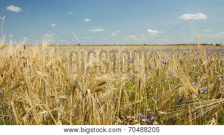 Cereal Crops