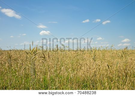 Time To Harvest