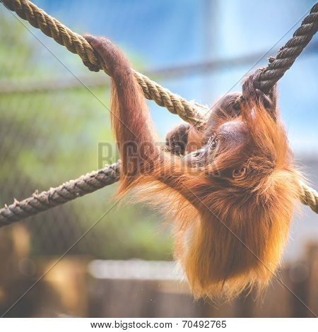 Stare Of An Orangutan Baby, Hanging On Thick Rope. A Little Great Ape Is Going To Be An Alpha Male.