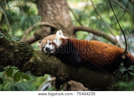 Snoozy Red Panda