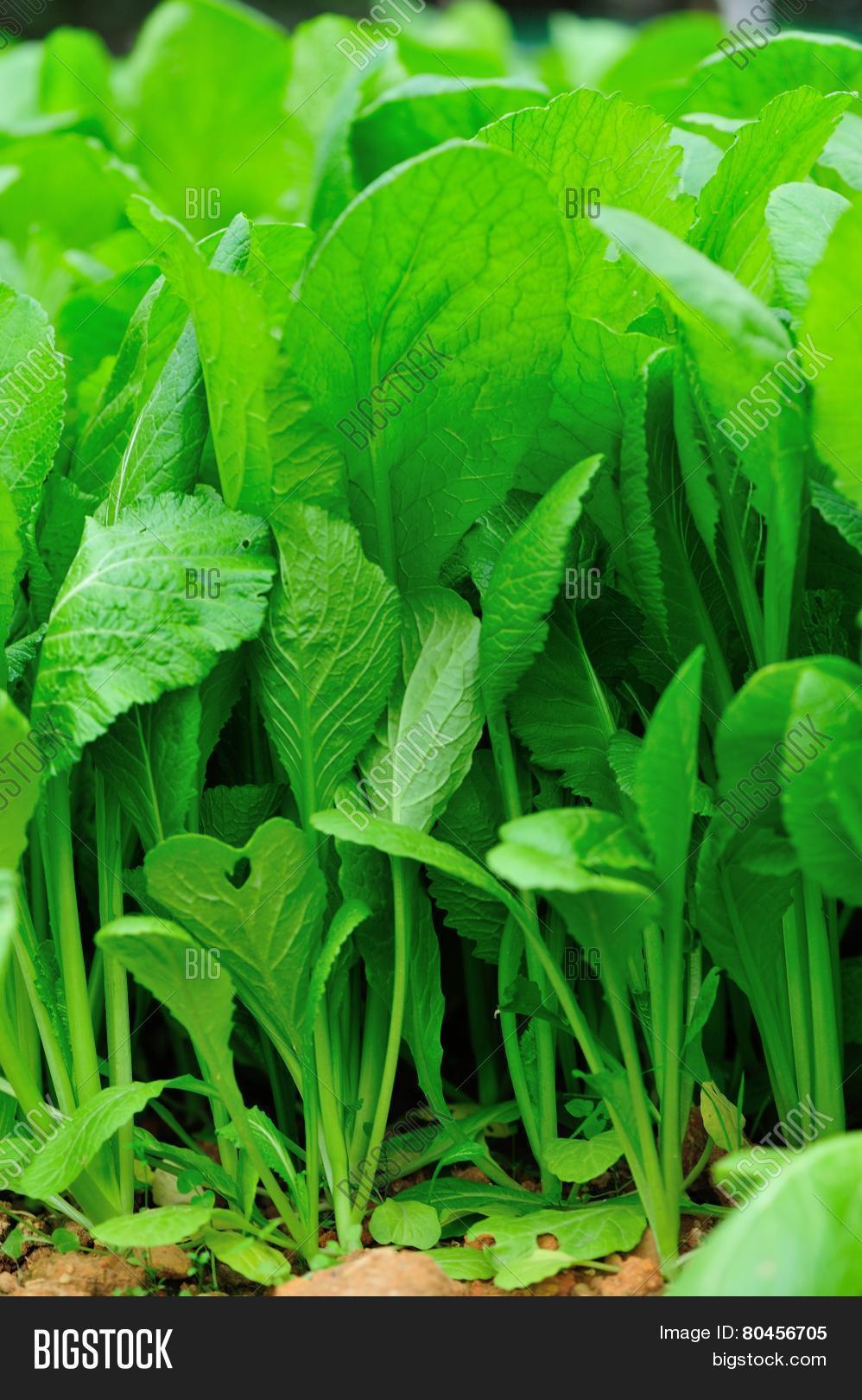 Green Leaf Mustard Image & Photo (Free Trial) Bigstock