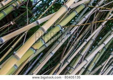 Bamboo