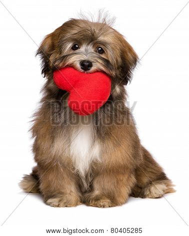 Lover Havanese Puppy Dog Is Holding A Red Heart In Her Mouth