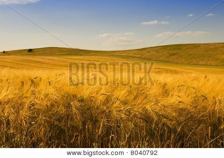 Golden Byg