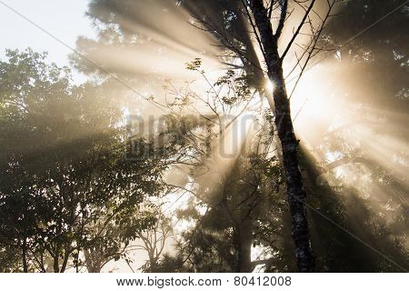 Flare Between Trees