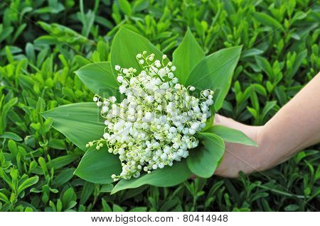 Lily of the valley (convallaria majalis) in hand