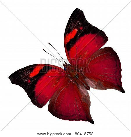 Beautiful Red Butterfly In Fancy Color Profile Isolated On White Background