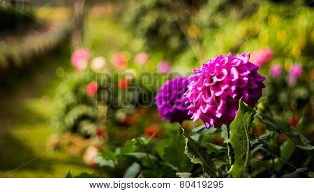 Violet Flower