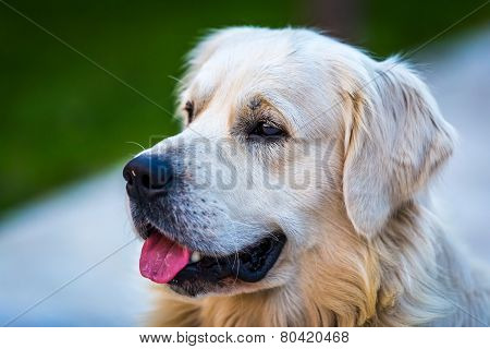 Beautiful Golden Retriever