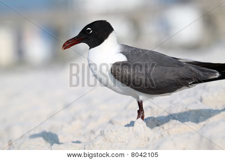 Sea gull pohledu na oceán