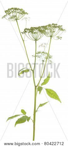 Aegopodium Podagraria