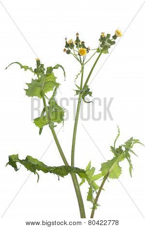 Sonchus Oleraceus