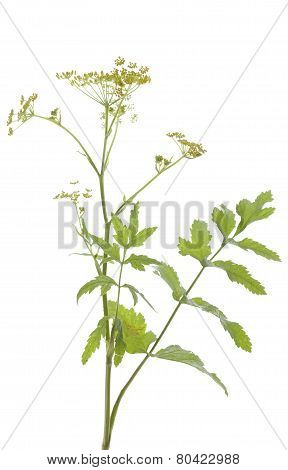 Pastinaca Sativa